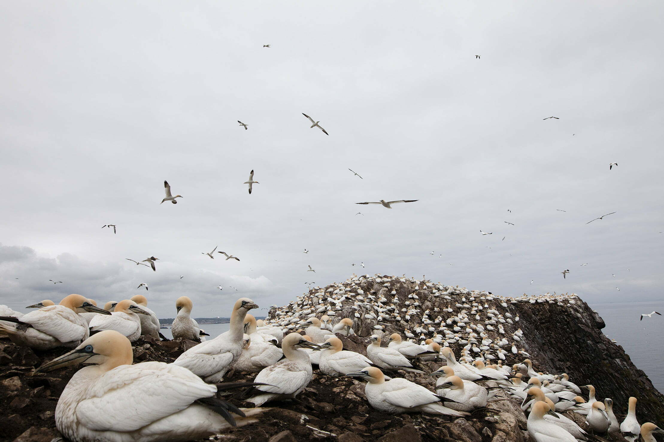 Northern gannets take flight over colony on Bass Rock.