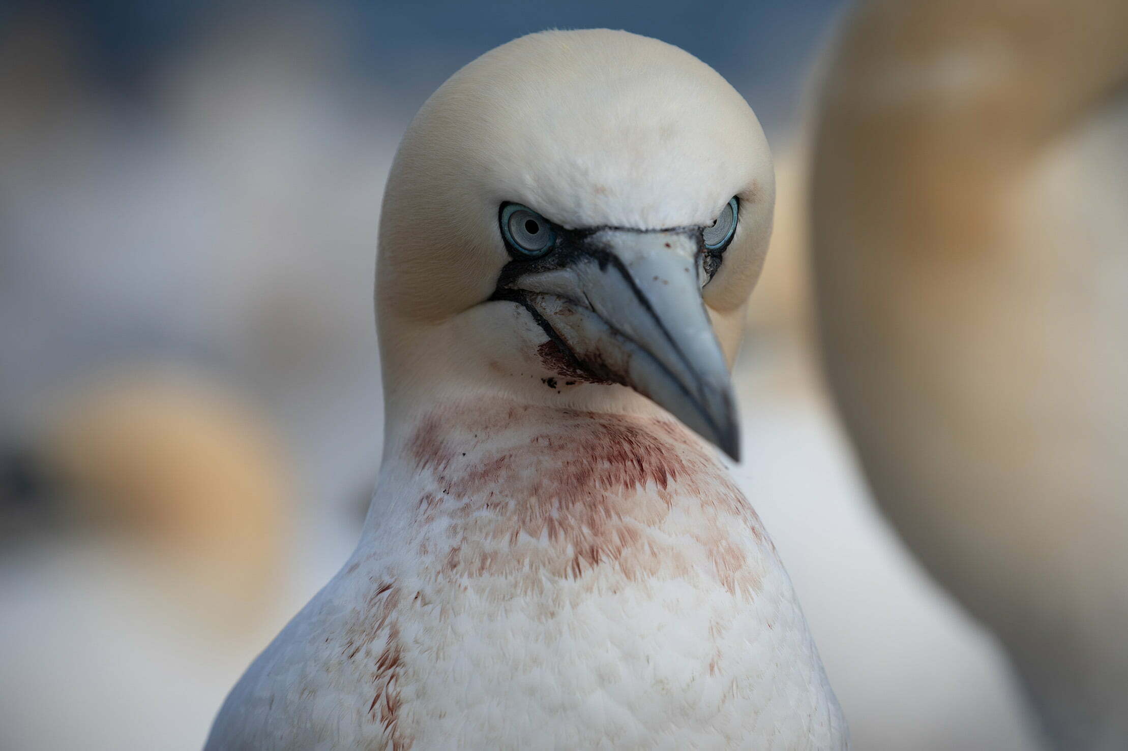 Portrait of northern gannet's face covered in blood, following a fight over territory.