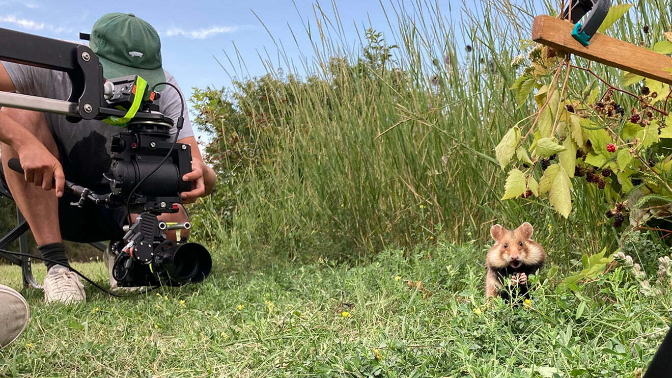 Crew filming a wild European hamster. 