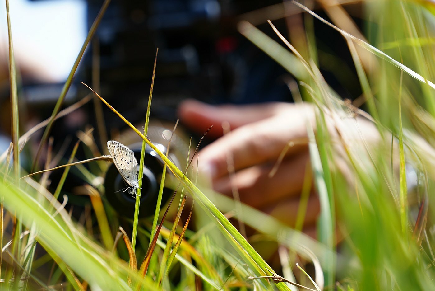 Cameraman filming an alcon blue butterfly on a blade of grass.