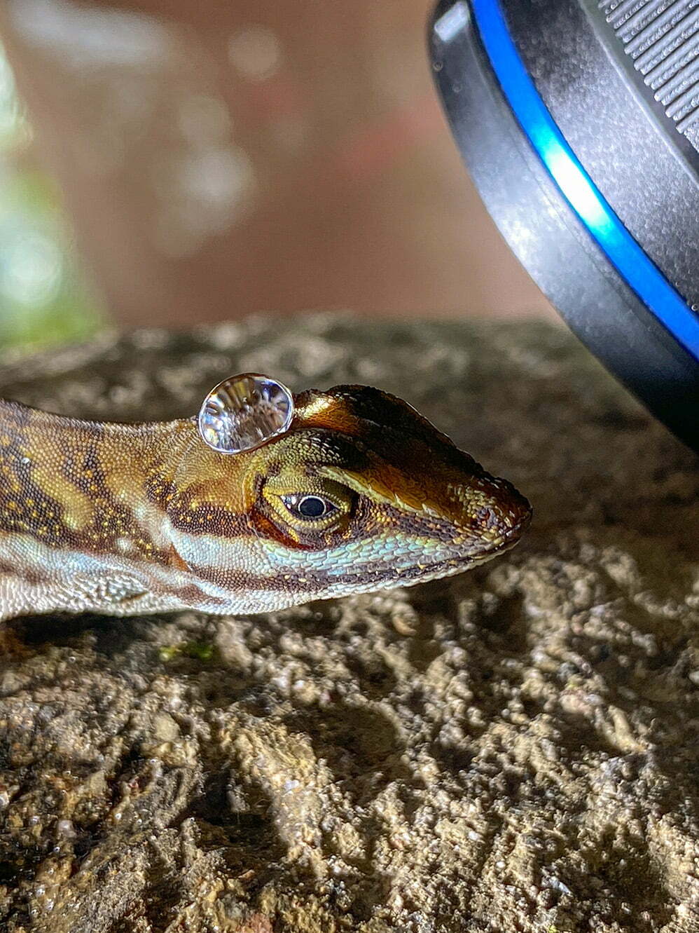 An anole lizard standing on a rock, covered in water droplets.