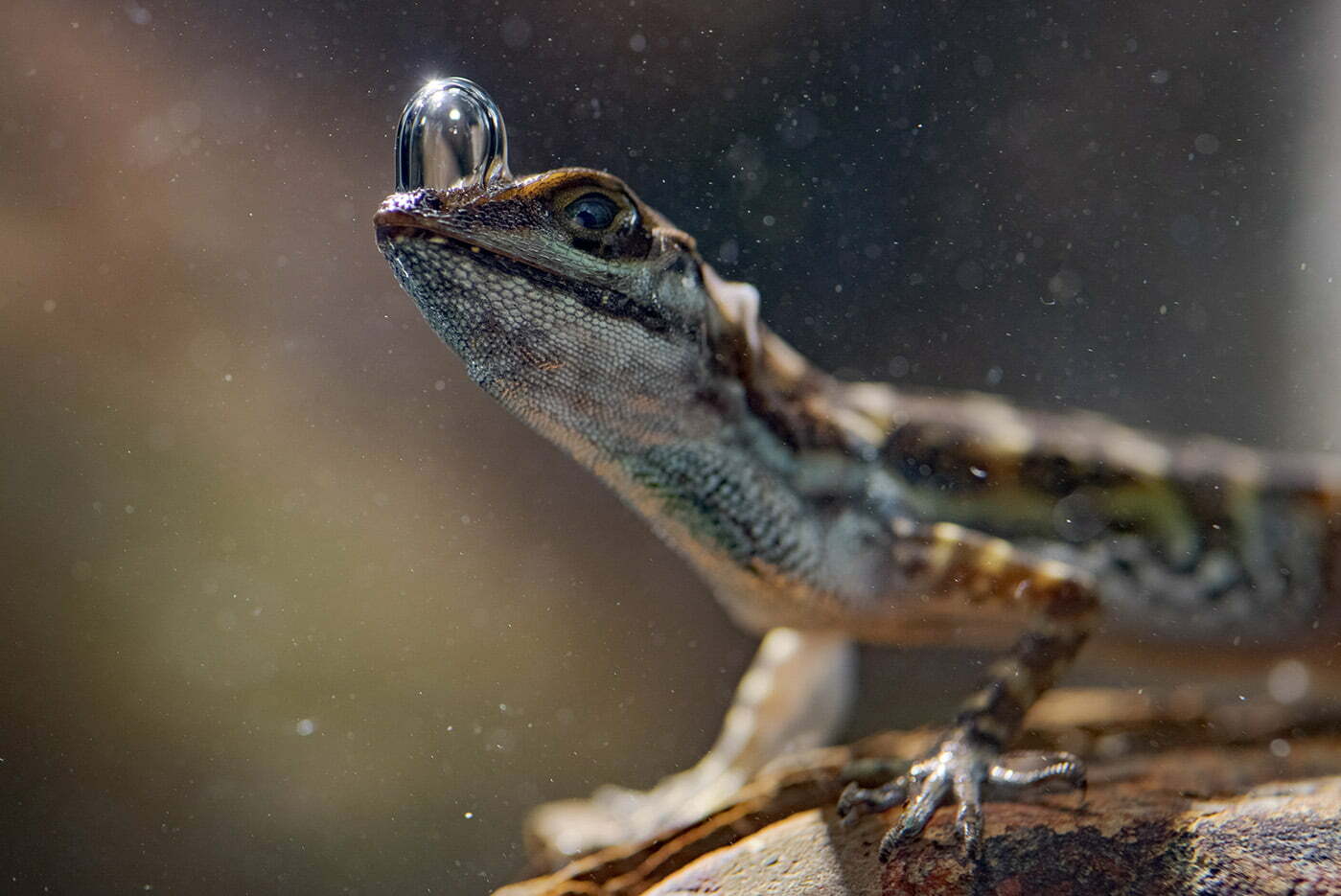 An Anole lizard breathing underwater using it's air bubble in Costa Rica. 