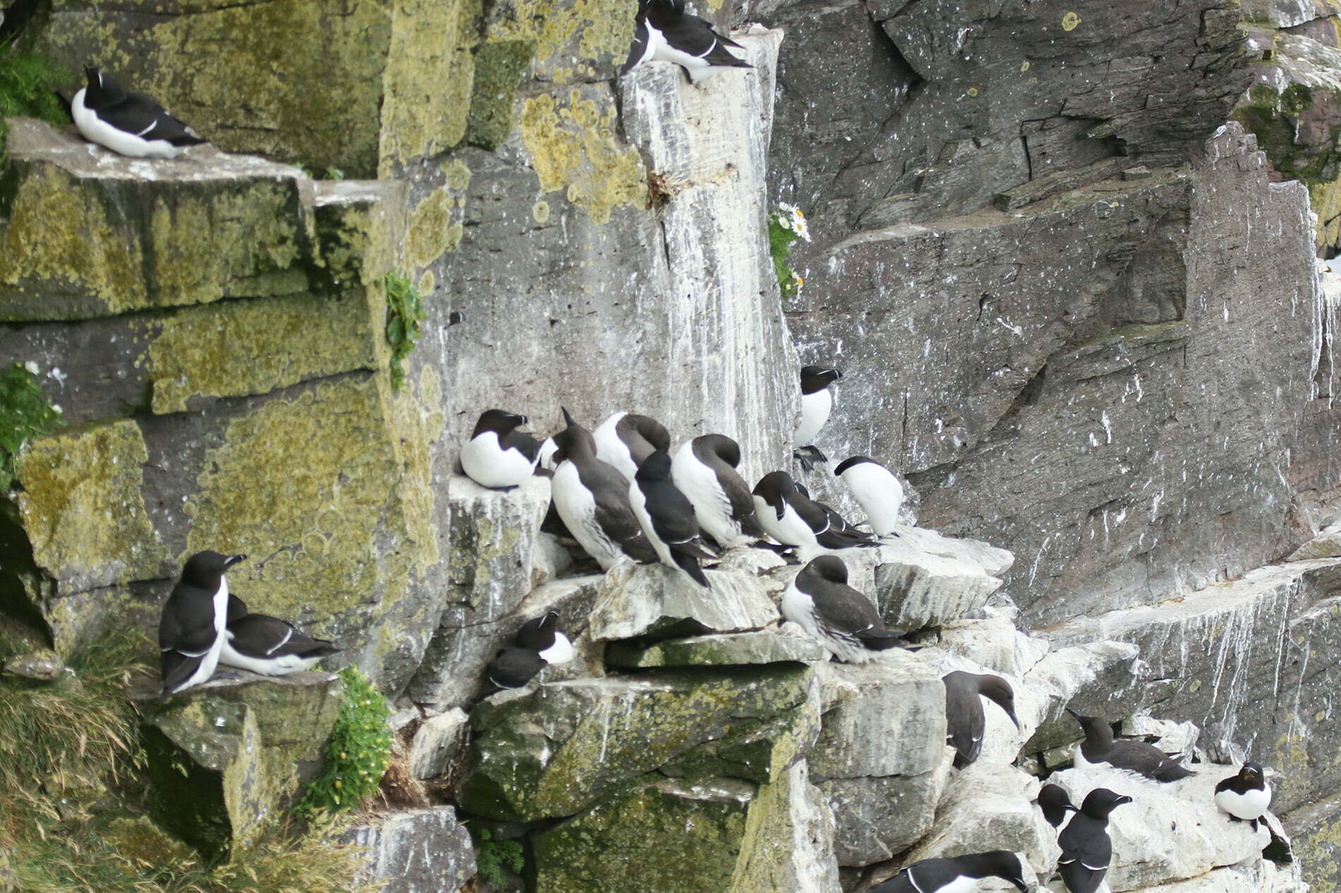 A group of guillemots bunching onto a cliff face.