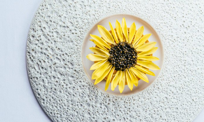 Caviar Sunflower
