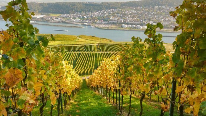 Hiking Saxony’s Wine Trail