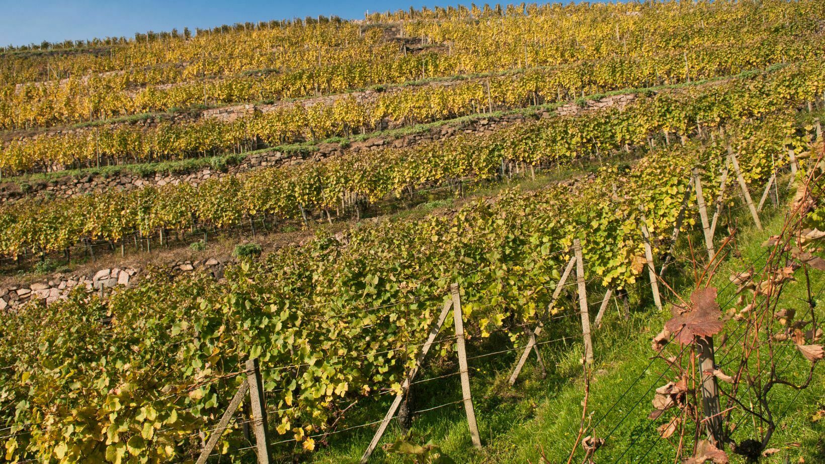 Radebeul vineyard in autumn