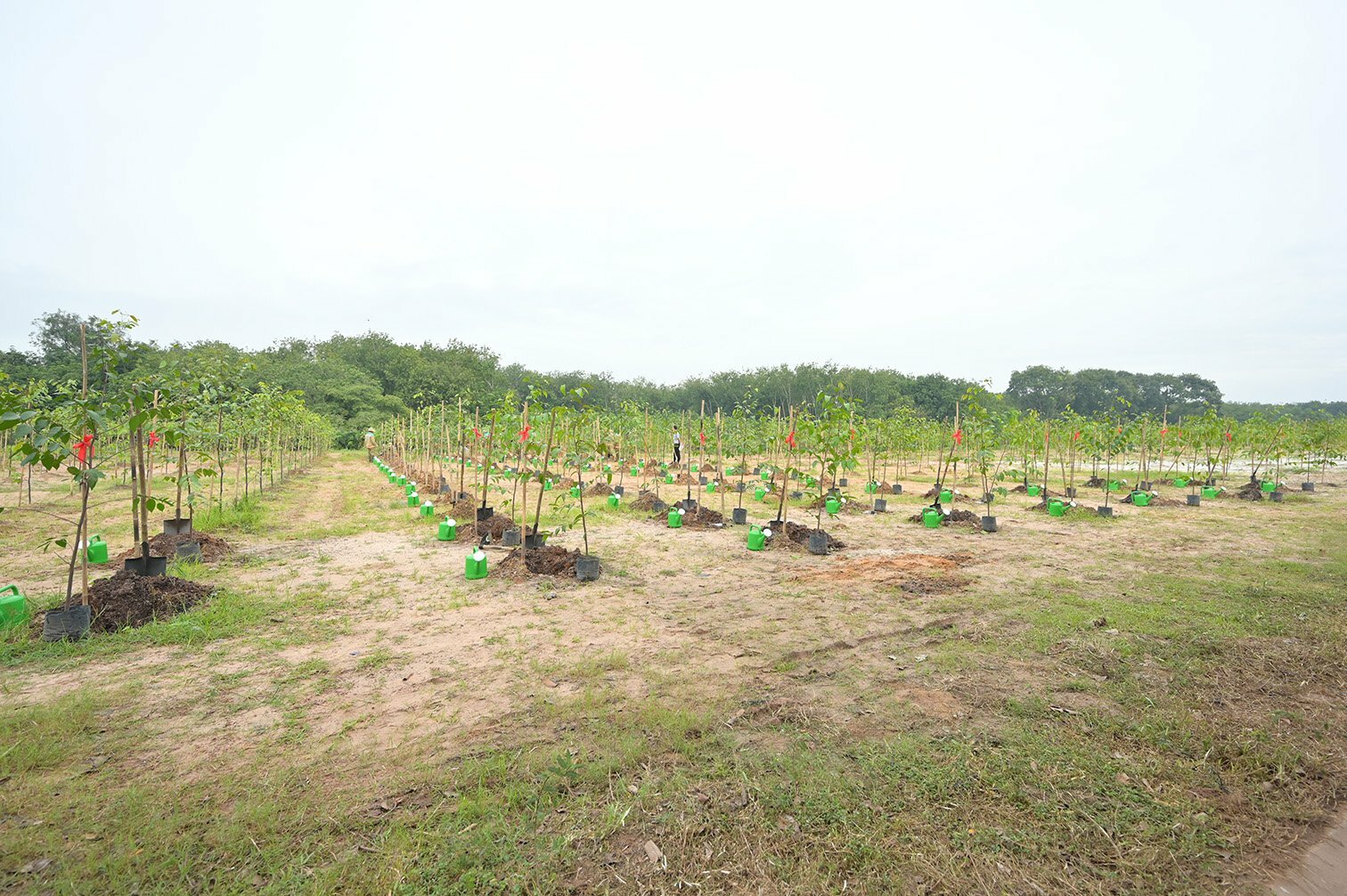 Tree planting at LEGO Factory in Vietnam