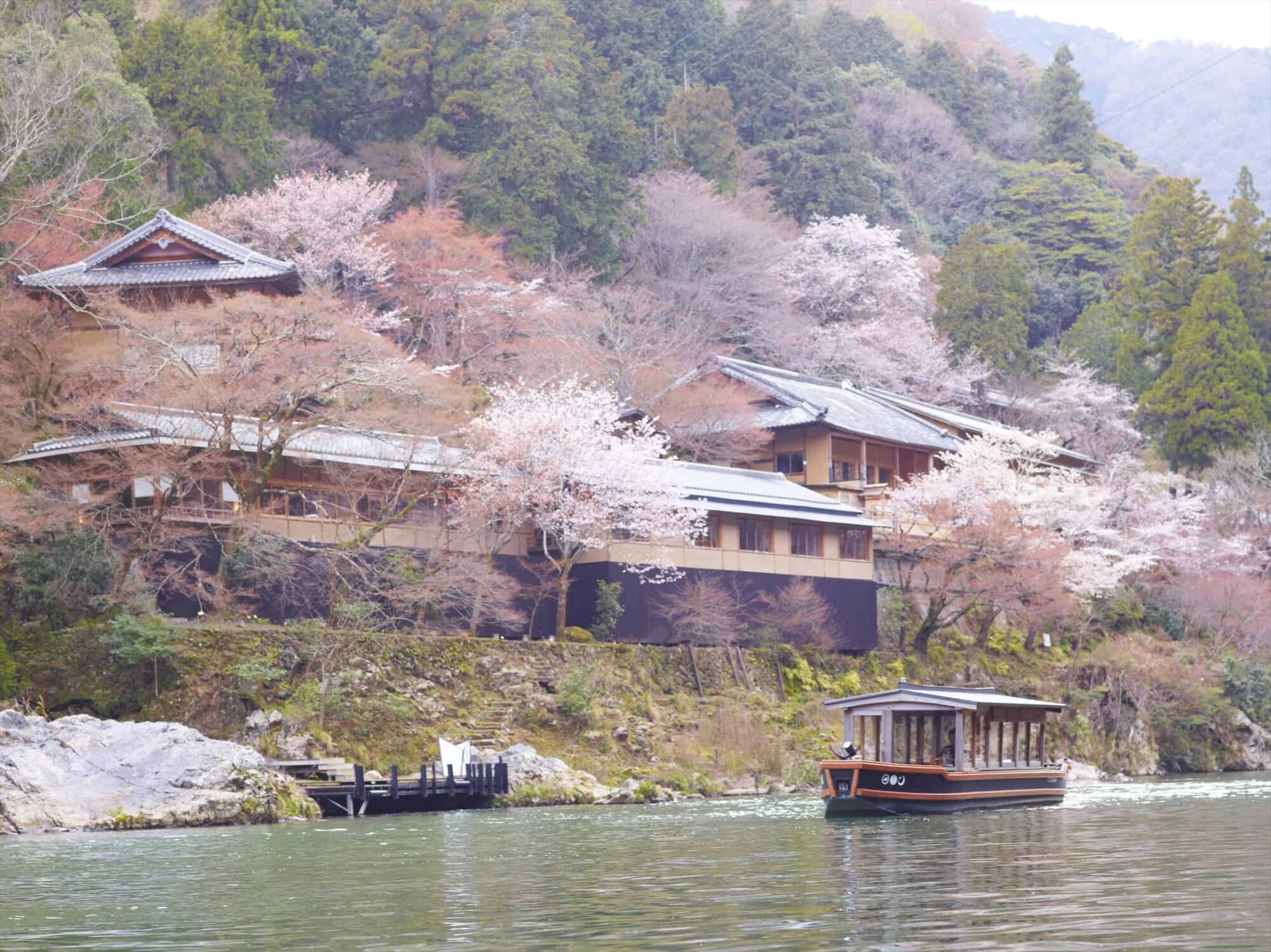 Cherry Blossom in Kyoto