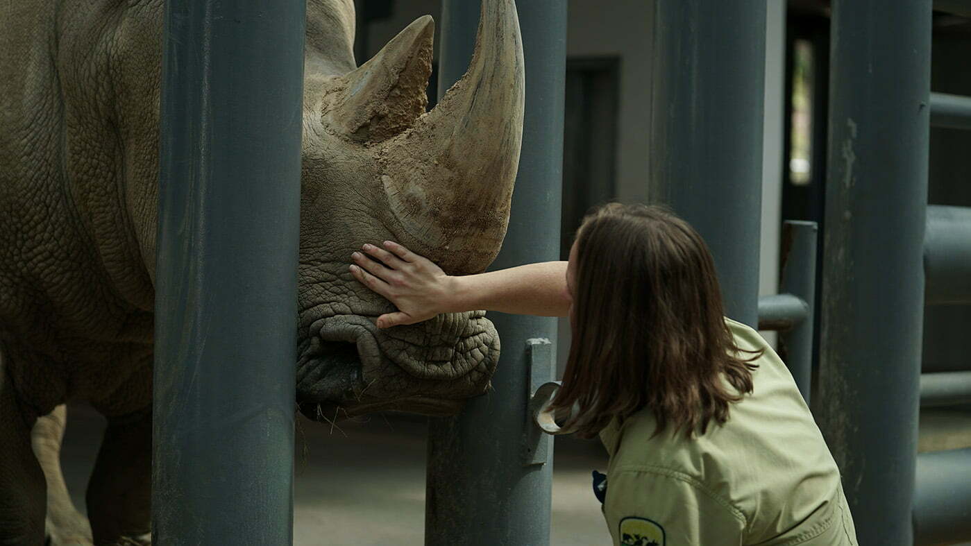 Animal Keeper Caitlin kneeling down stroking the nose of Lola the Southern White Rhino in the rhino barn.