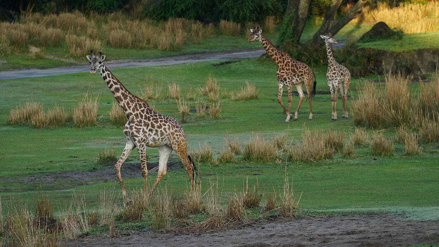 Giraffes walk on the savannah at Disney's Animal Kingdom. 