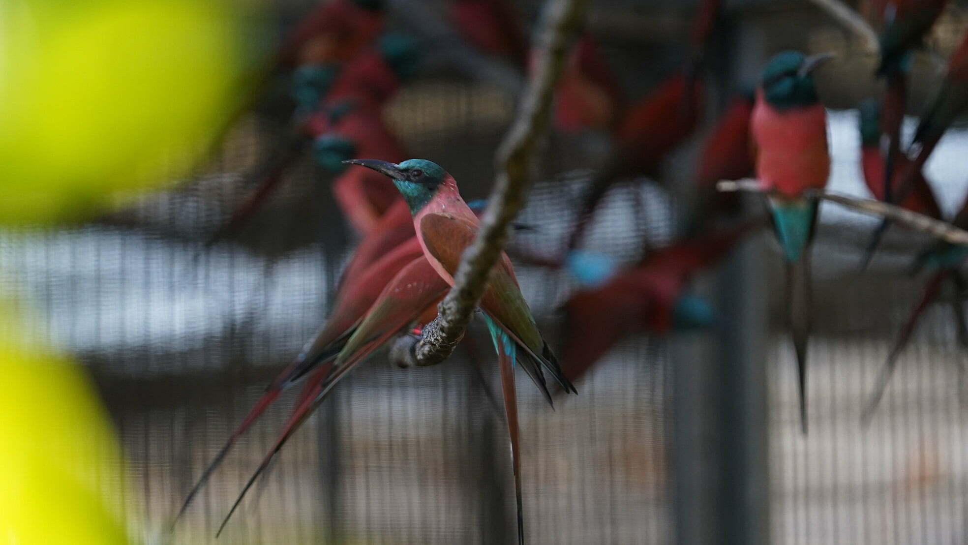 Northern Carmine Bee-Eaters perched on branches in their habitat at Disney's Animal Kingdom.