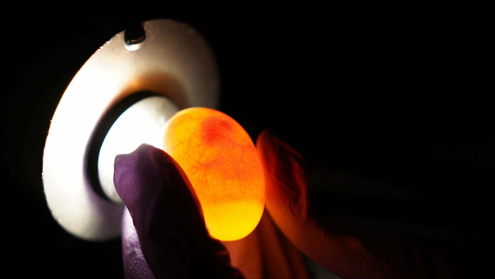 A Crested Coua egg being candled at the Avian Research Center at Disney's Animal Kingdom.