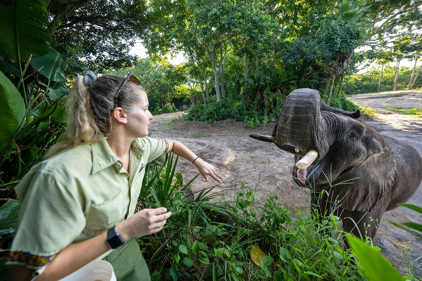 Animal Keeper Haley feeds Mac the African Elephant.
