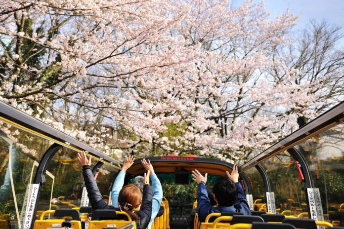 2023 Cherry Blossom Bus Tour with Picnic in Japan