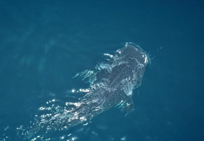 Whale Shark in Qatar