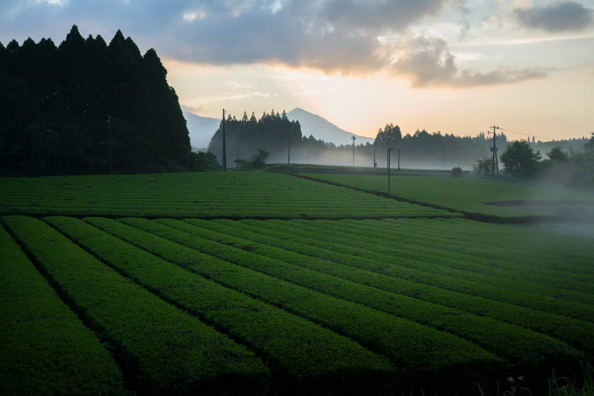 Tea picking at Kirishima Mountains