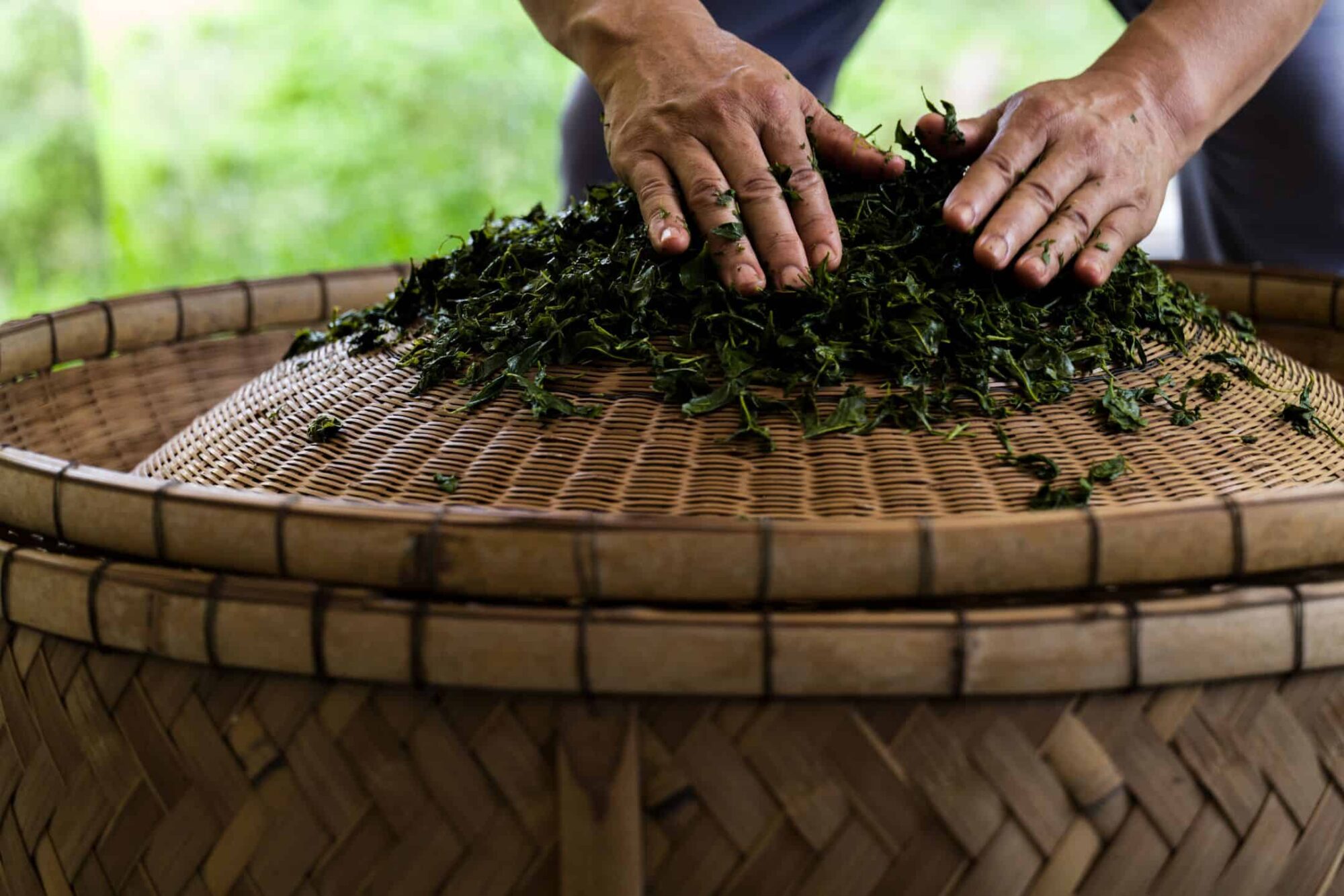 New tea picking and kettle roasting experience in a tea plantation