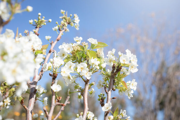 Flower at Farm + Food Lab in Irvine's Great Park (Photo by Julie Nguyen)