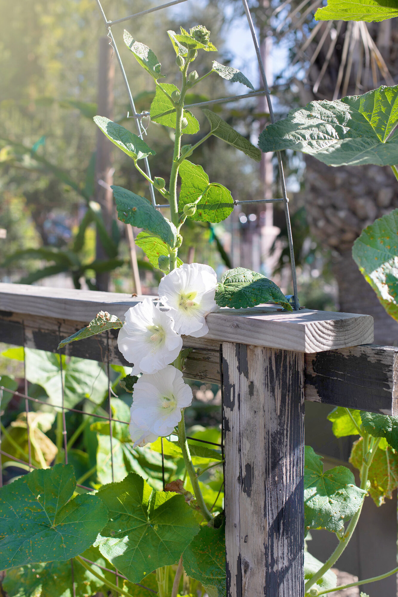 Farm + Food Lab in Irvine's Great Park (Photo by Julie Nguyen)