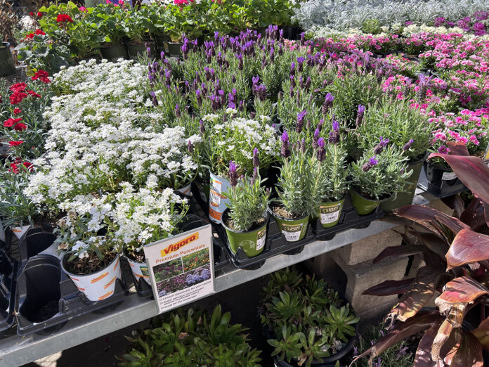 Photo by Julie Nguyen