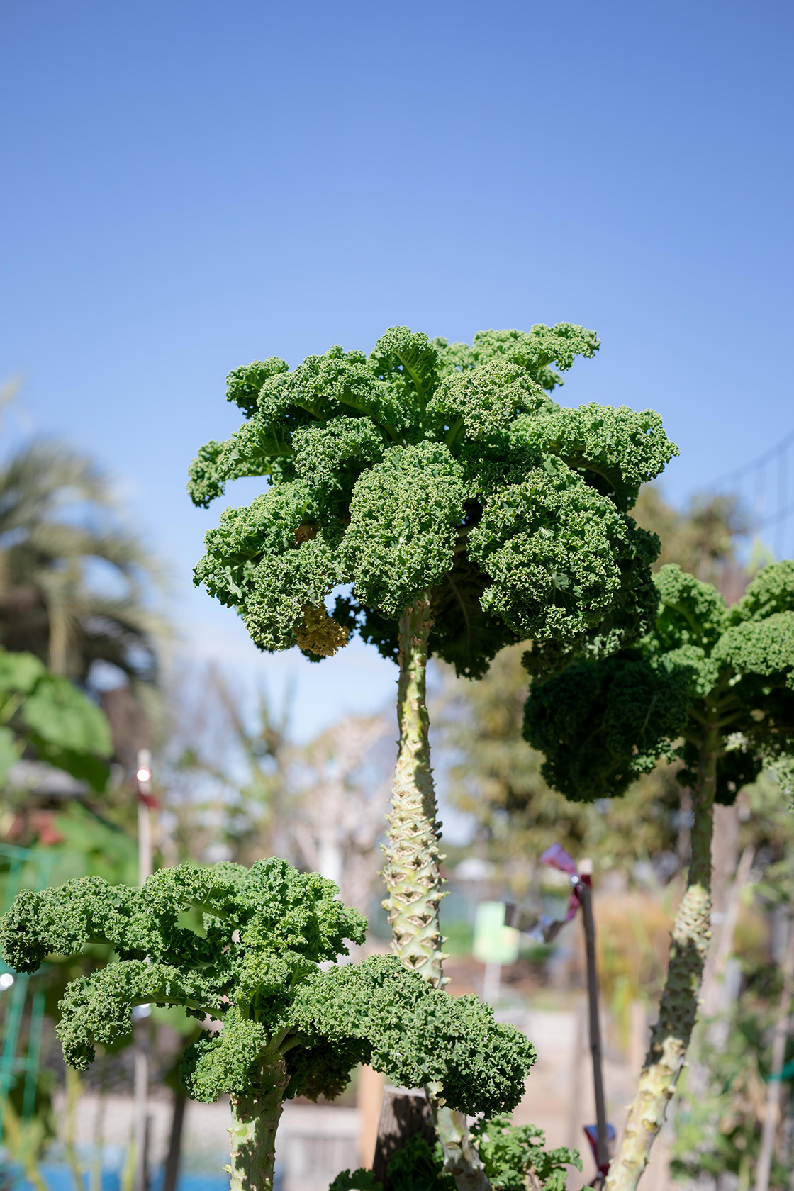 Farm + Food Lab in Irvine's Great Park (Photo by Julie Nguyen)