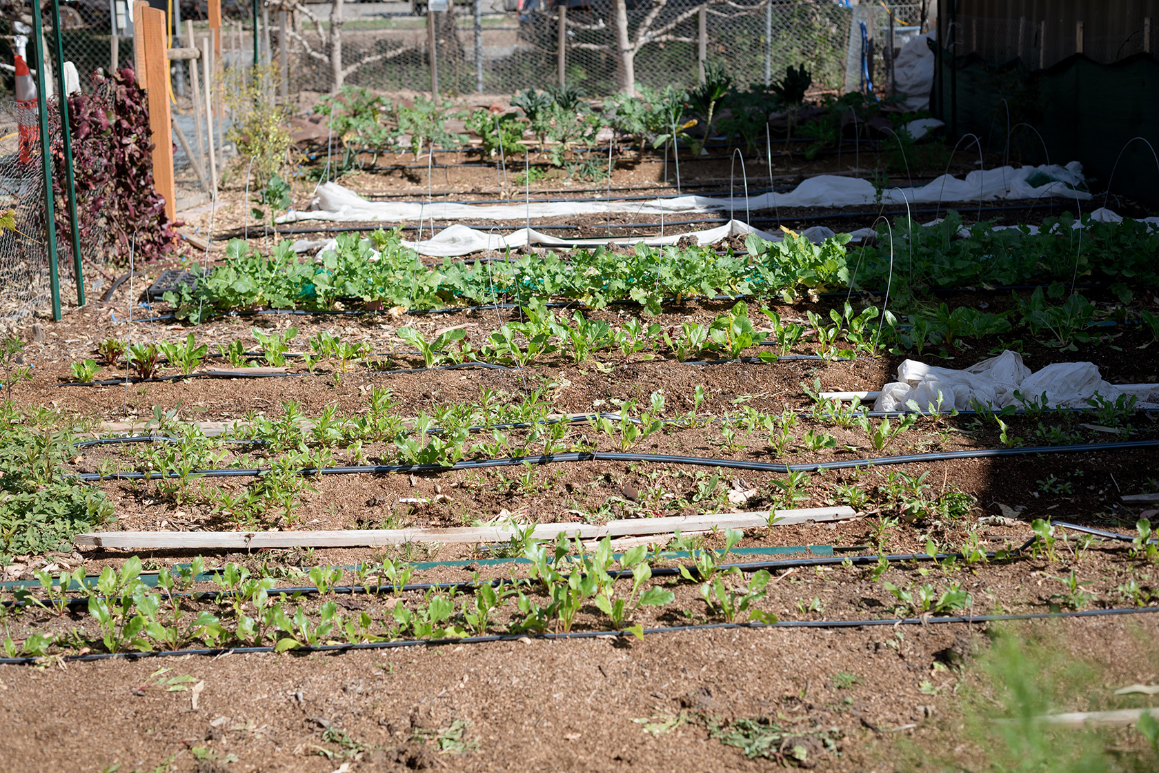 Farm + Food Lab in Irvine's Great Park (Photo by Julie Nguyen)