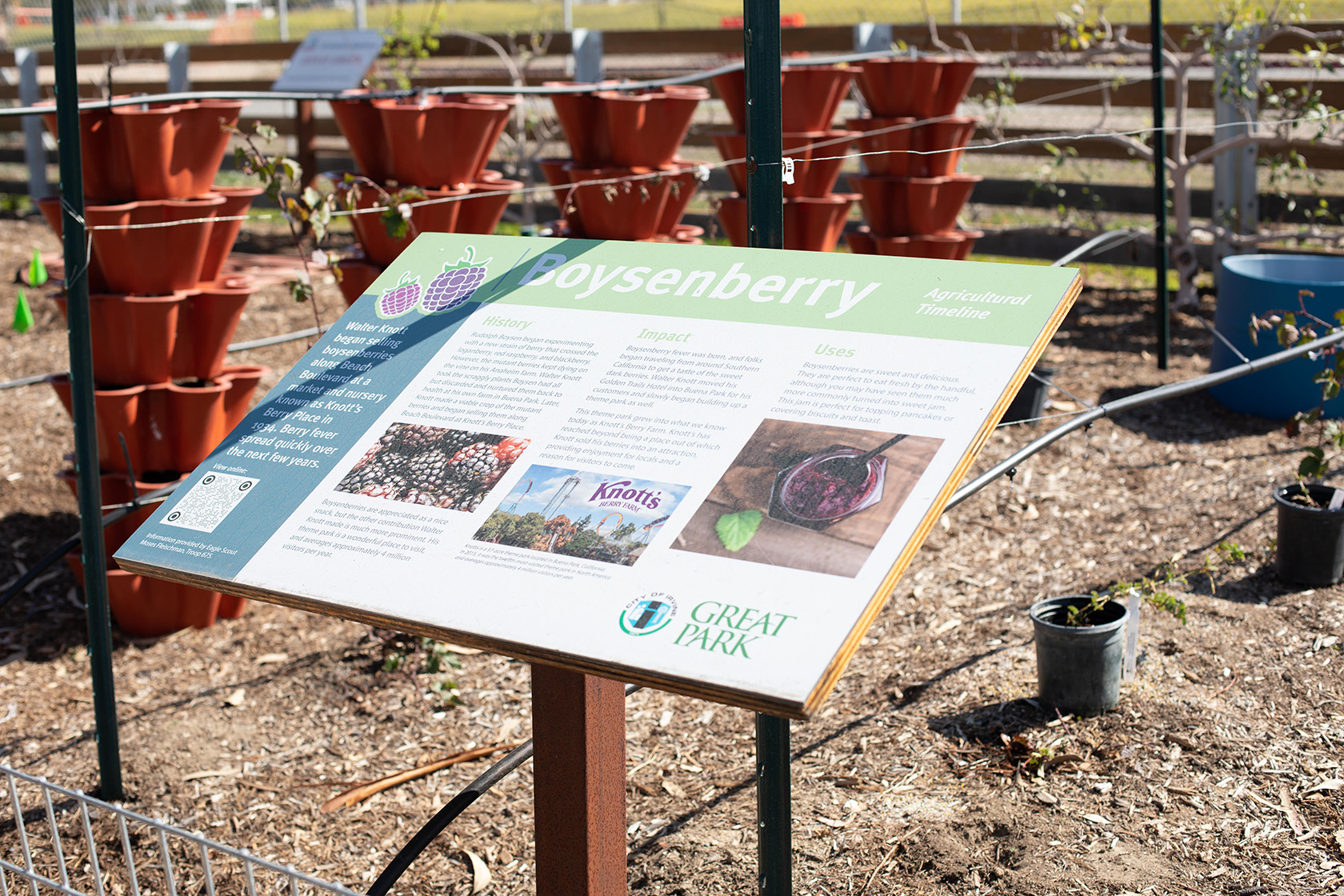 Boysenberry at Farm + Food Lab in Irvine's Great Park (Photo by Julie Nguyen)