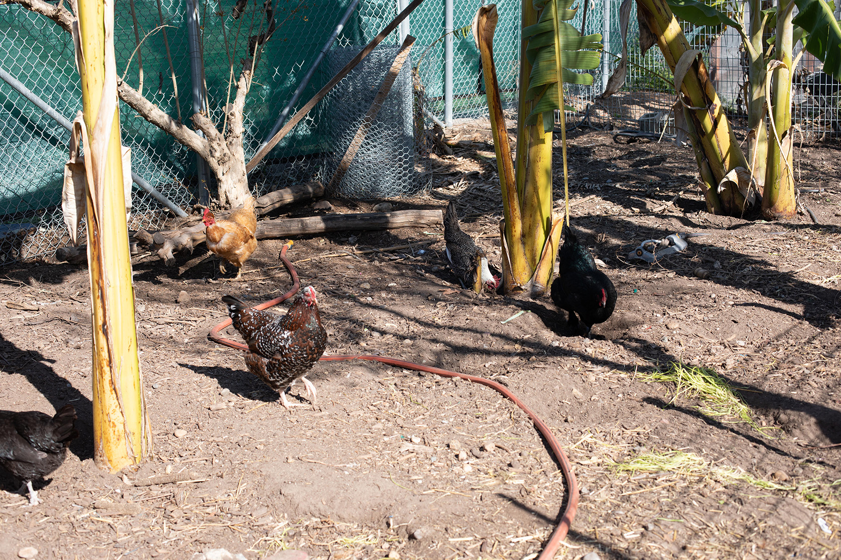 Chicken Coop at Farm + Food Lab in Irvine's Great Park (Photo by Julie Nguyen)