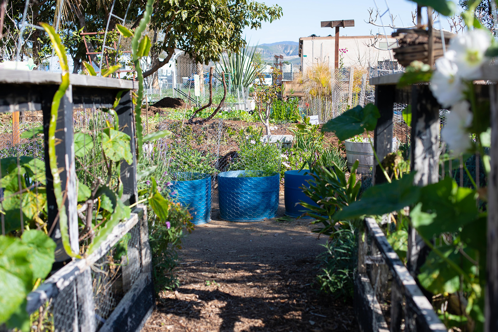 Farm + Food Lab in Irvine's Great Park (Photo by Julie Nguyen)