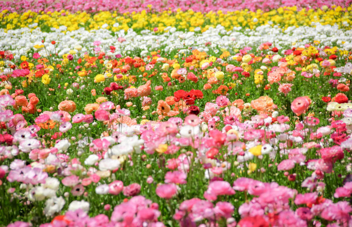 The Flower Fields at Carlsbad Ranch in California (Photo by Julie Nguyen)