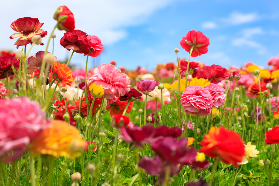 Immerse Yourself in a Flower Fantasy Picnic & Flowers at The Flower