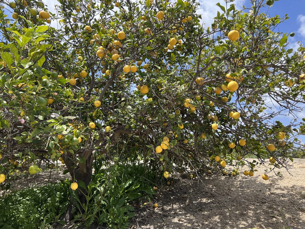 Citrus Ranch Park: A Historical and Scenic Destination in Tustin | SNAP ...