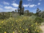 Citrus Ranch Park: A Historical and Scenic Destination in Tustin | SNAP ...