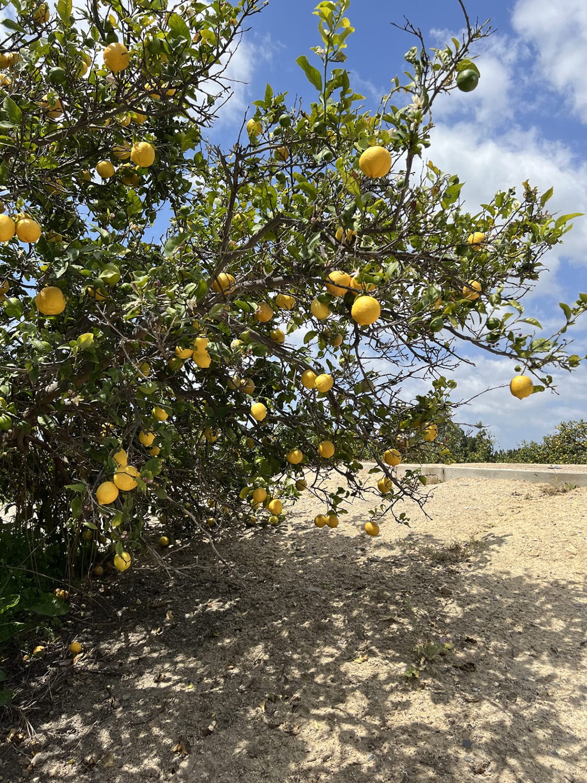 Citrus Ranch Park: A Historical and Scenic Destination in Tustin | SNAP ...