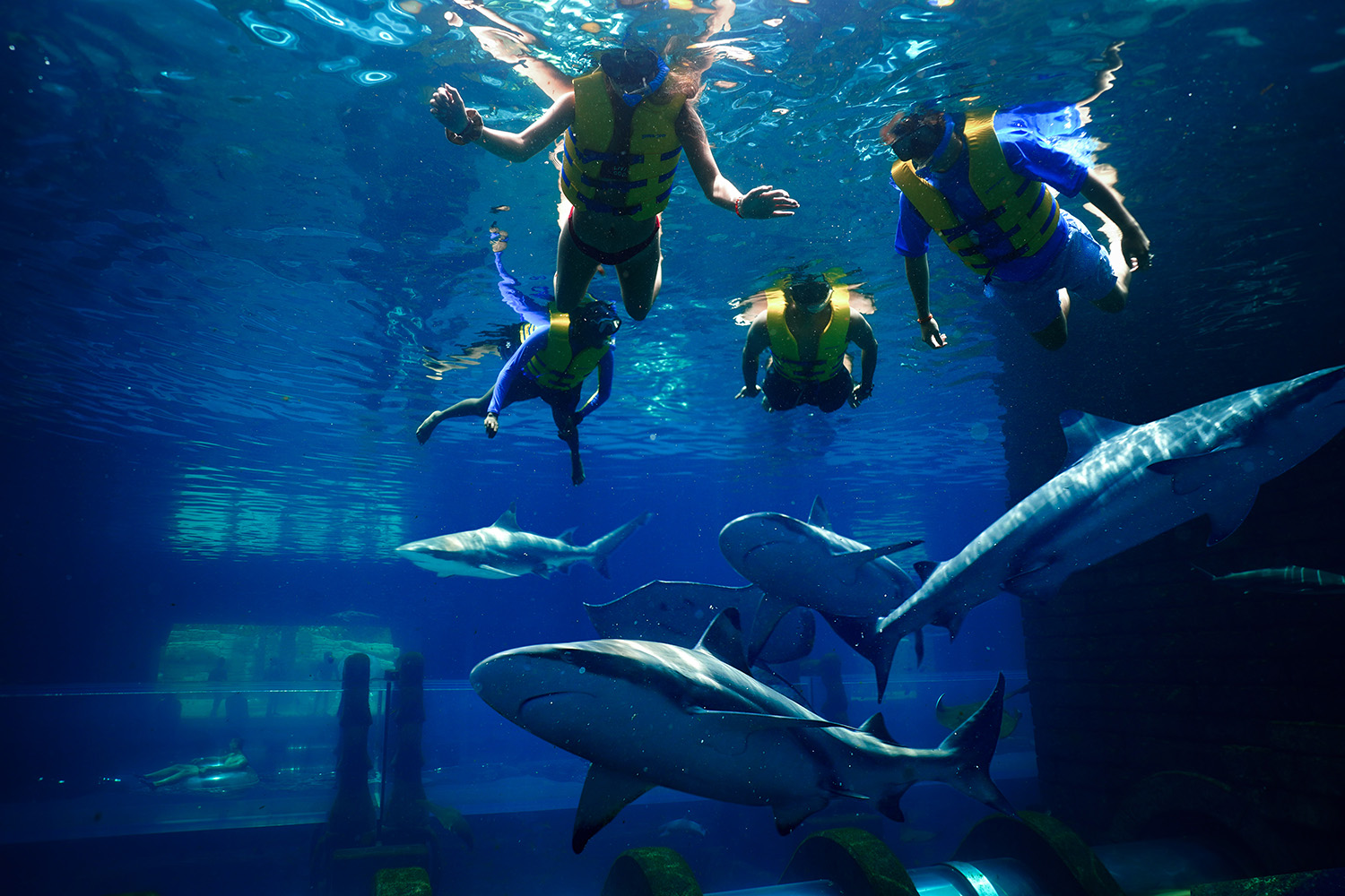 Atlantis Dubai - Shark Week 