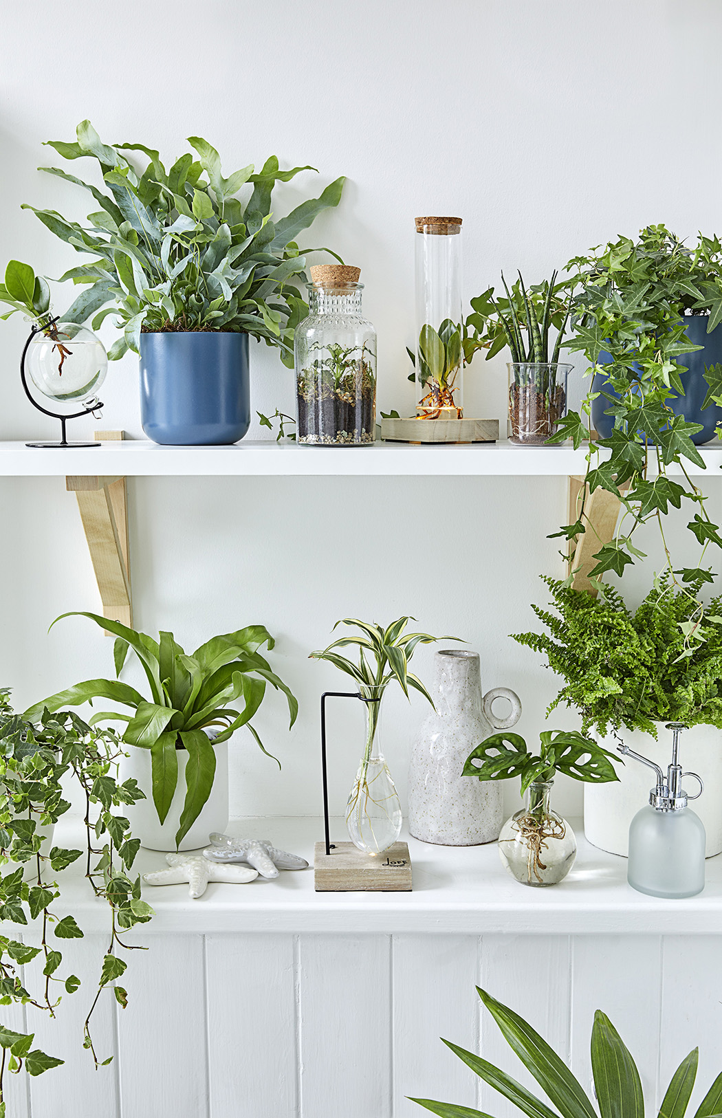 Foliage in Glass in Stand 7cm, £12.99; Phlebodium aureum Blue Star 12cm, £6.99; Bottle Arrangement Medium 8cm, £14.99; Foliage in Glass Tube With LED 7cm, £24.99; Foliage in Lab Glass 9cm, £14.99; Hedera Green 13cm, £5.99; Fern Mix 12cm, £8.99; Foliage in Samoa Vase 7cm, £12.99; Fern Mix 12cm, £8.99