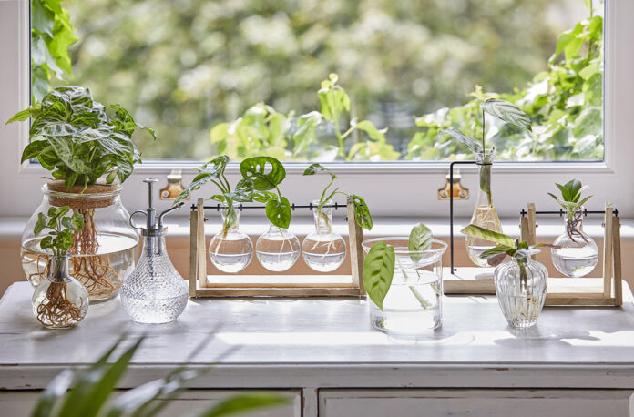 SS23 houseplants from Dobbies Garden Centres: Hydroponics