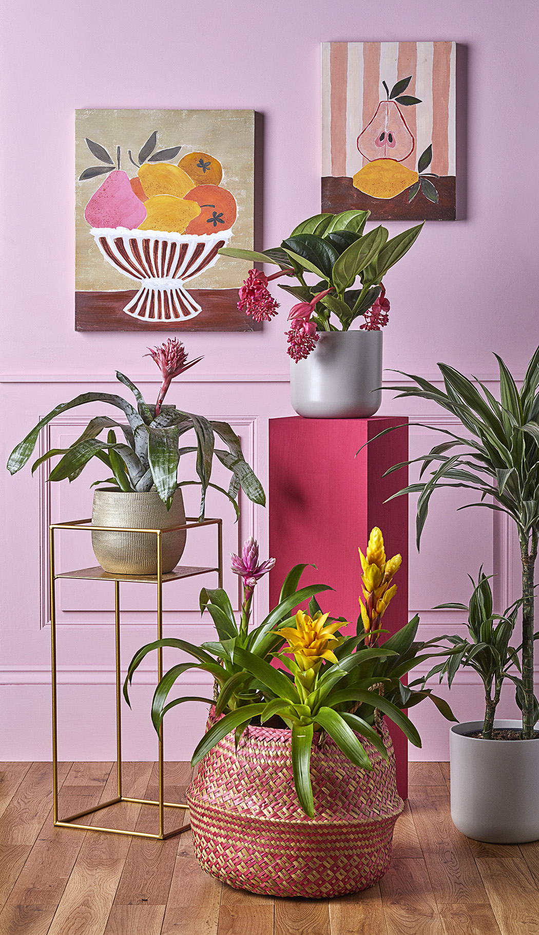 SS23 houseplants from Dobbies Garden Centres: Medinella; Achimea; Bromeliads; Dracaena. SS23 homewares Dobbies Garden Centre: Fruit bowl print, £29.99; Fruit print, £24.99; 2 assorted orange Seagrass baskets, £19.99.