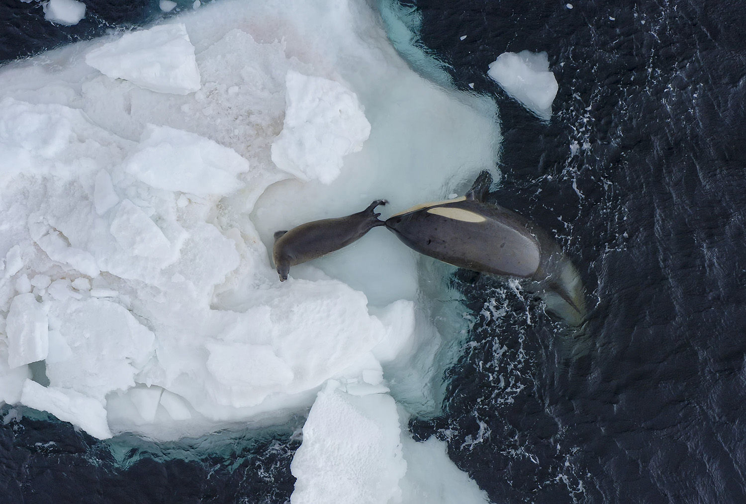 Aerial shot of a Weddell Seal on the ice being held by the tail flipper by a Killer Whale half out of the water on the ice.
