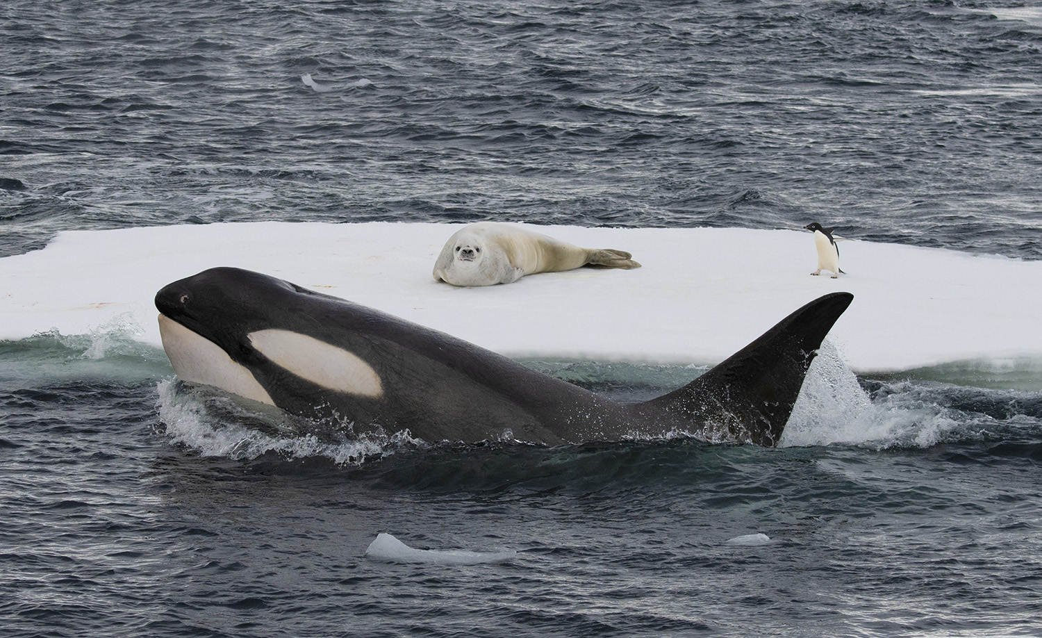 A Killer Whale swims around an ice flow with a Crabeater Seal and penguin on the ice.
