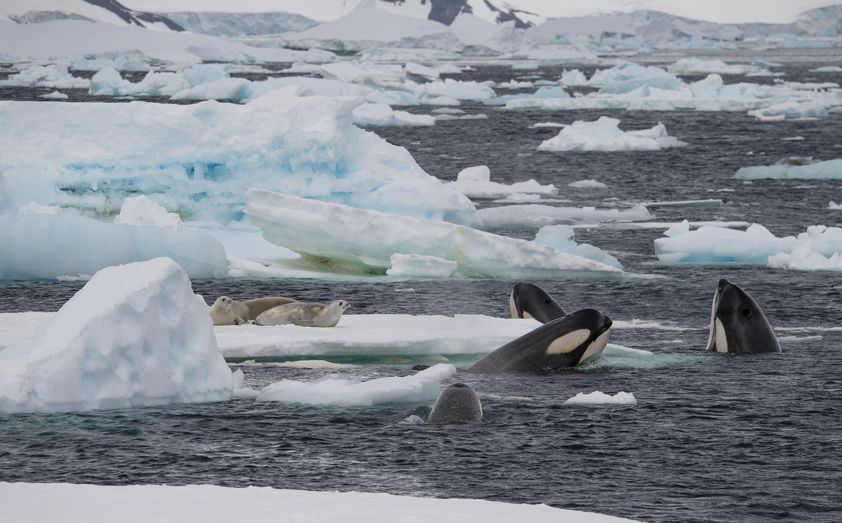 Four Killer Whales surrounding a group of Weddell Seals on an ice flow