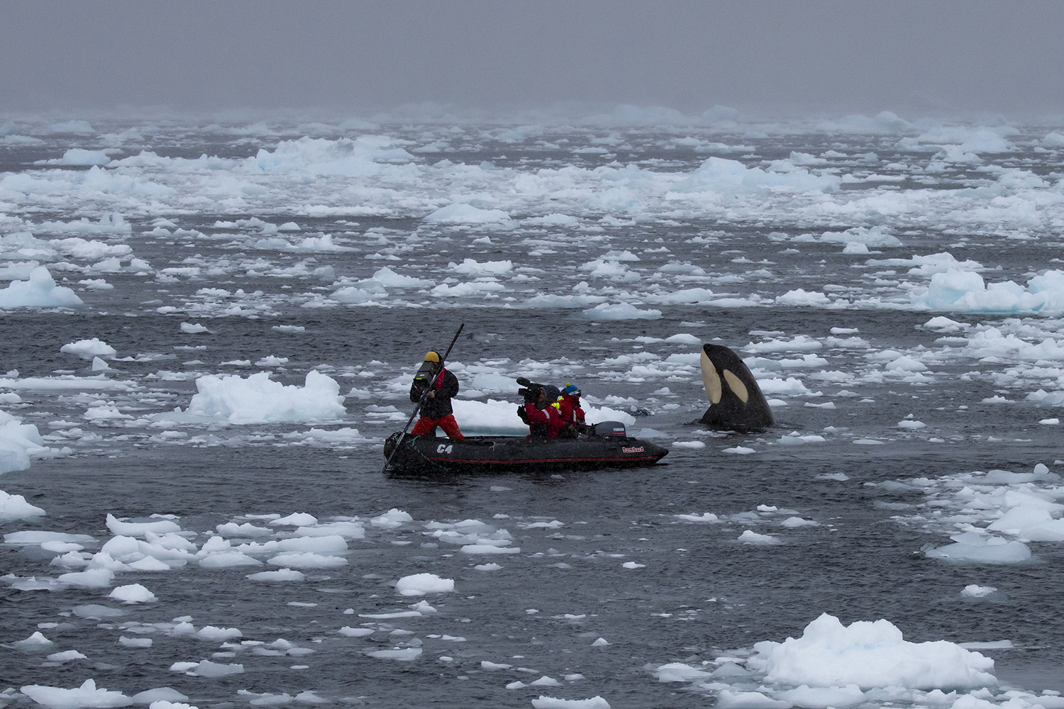 The crew on the rib filming Bertie Gregory as a killer whale comes to the surface at the rear of the boat.