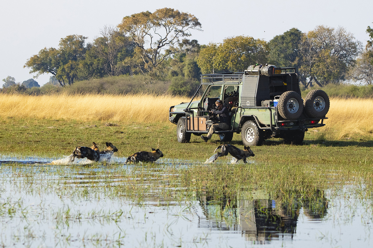 Bertie Gregory sitting on the side of a 4-wheel drive vehicle filming four Wild Dogs running though the river.