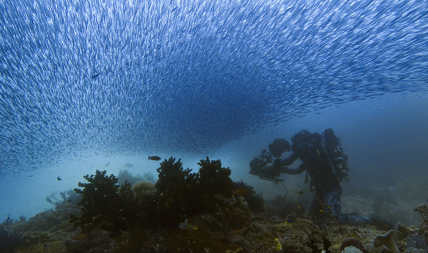 Bertie Gregory filming underwater.