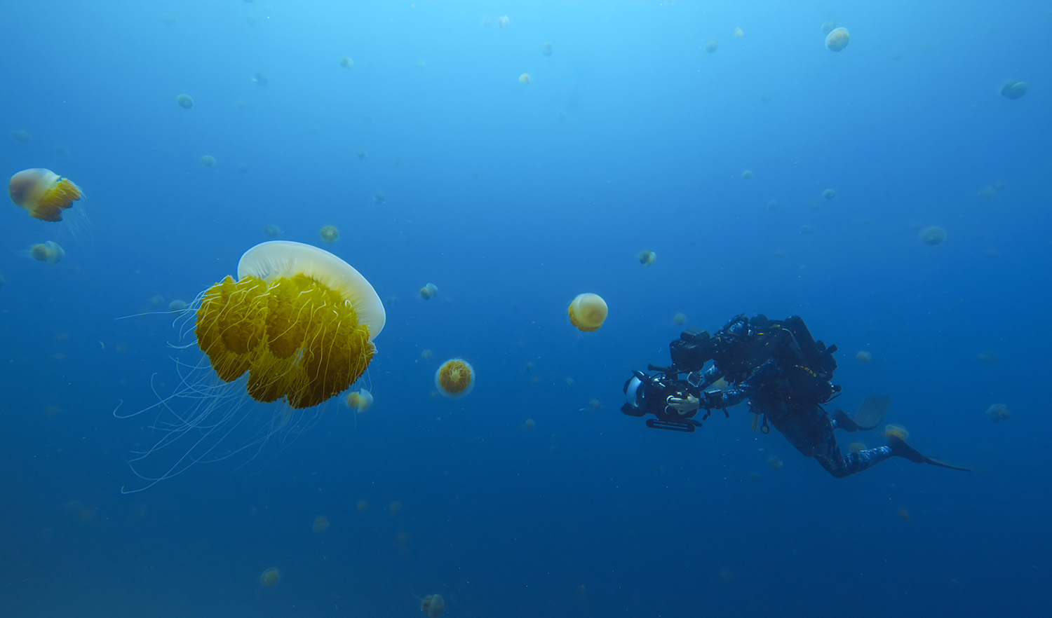 Bertie Gregory filming jelly fish.