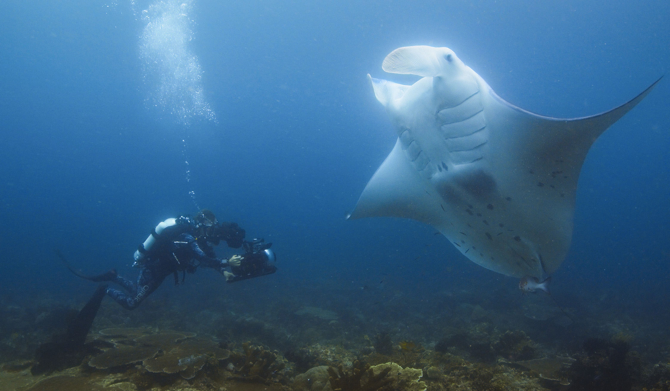 Bertie Gregory filming a Ray.