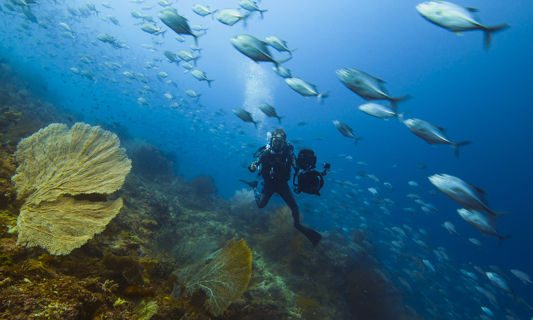 Bertie Gregory swimming with a shoal of Trevali Blue Fins.