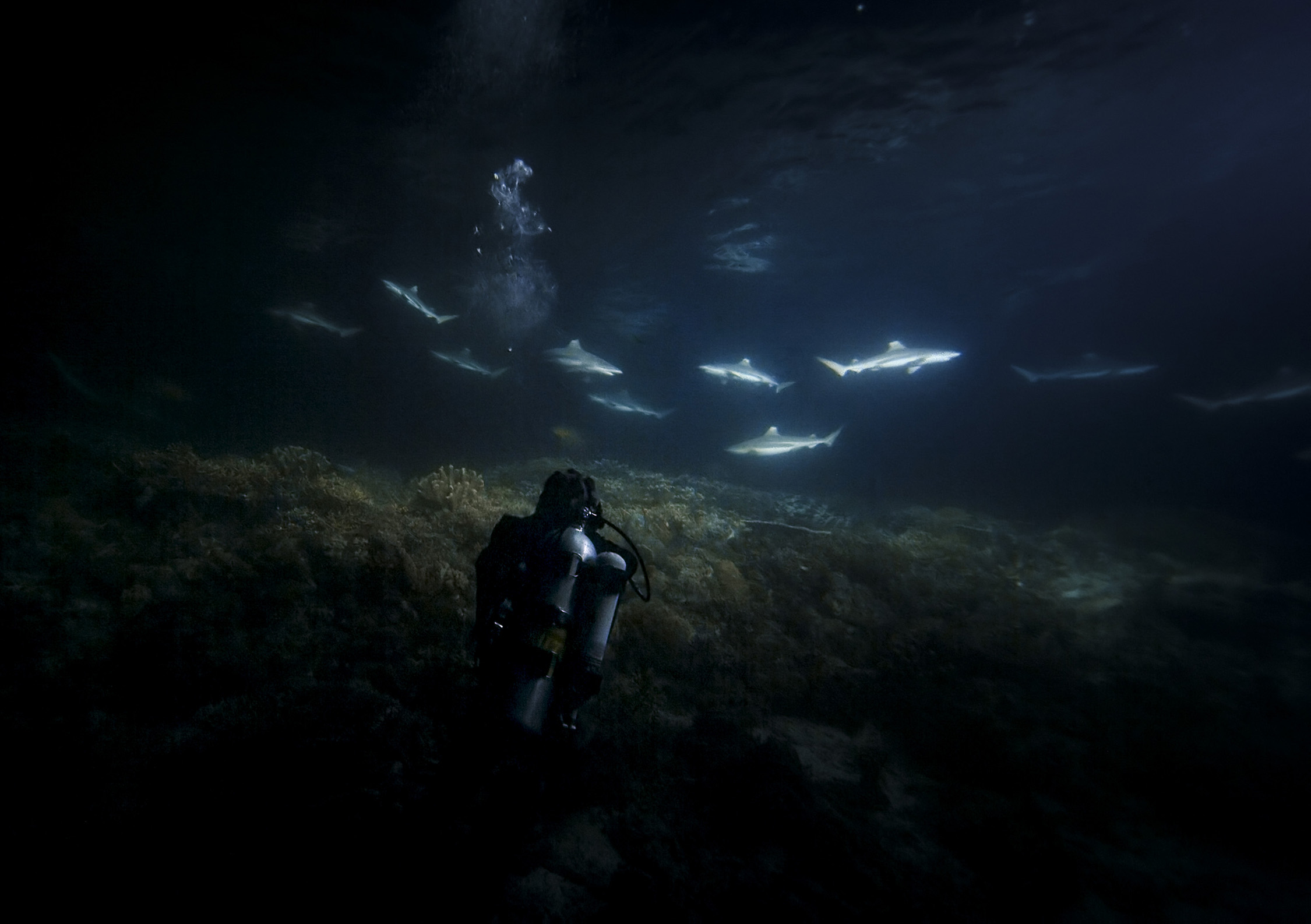 Sharks lit by a camera light.