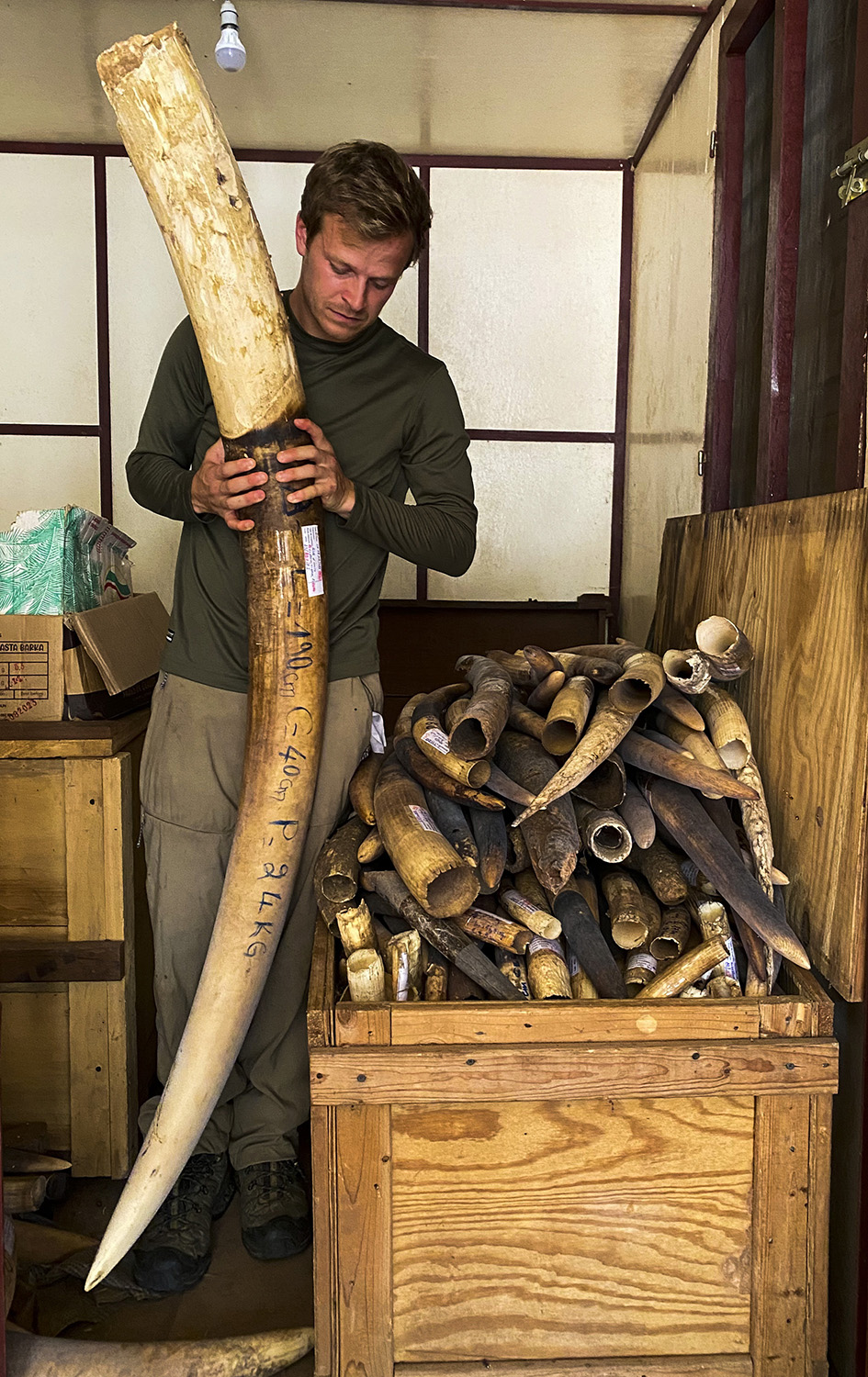 Bertie Gregory holding a massive elephant tusk.