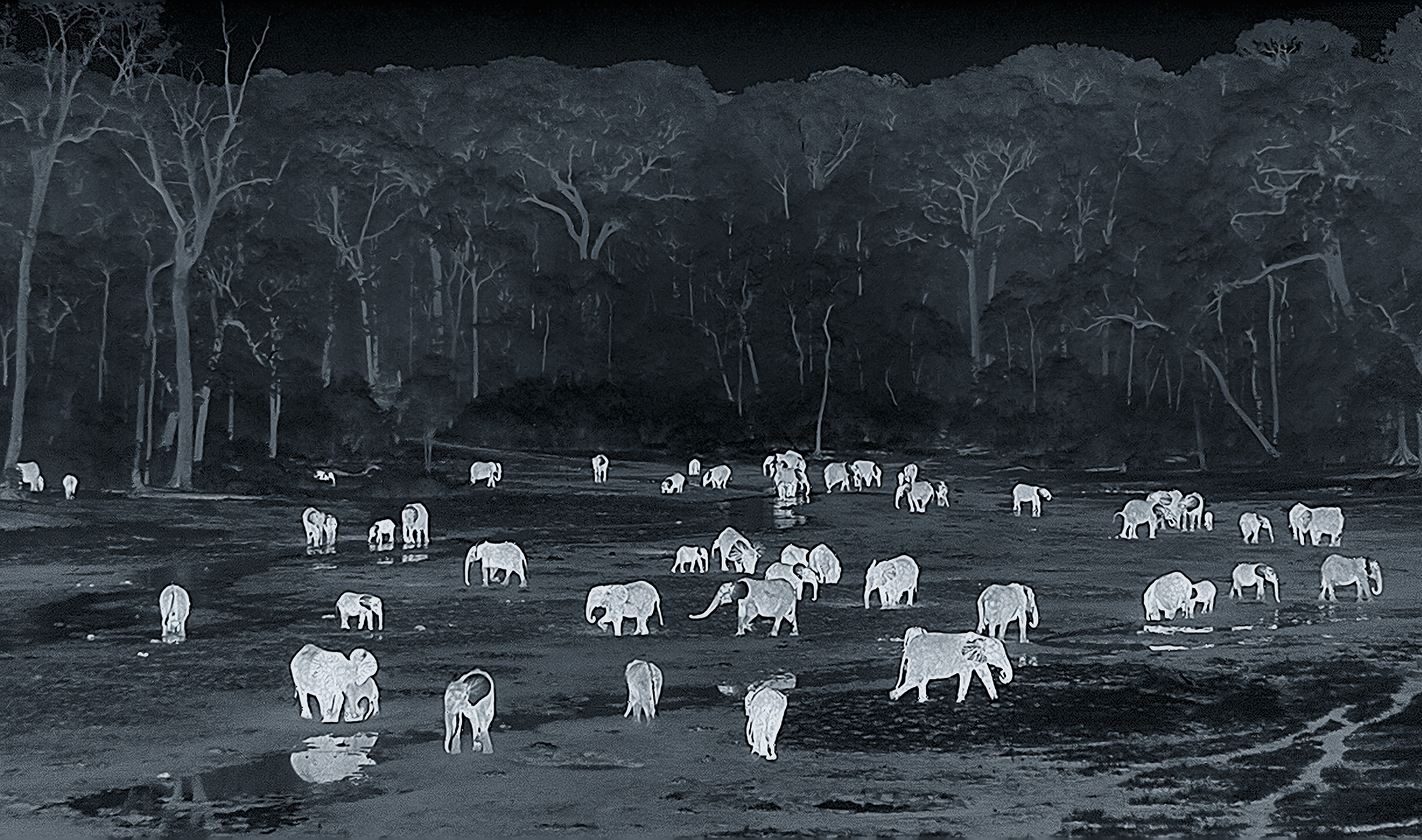 Night-cam image of Elephants in Dzanga Bai.